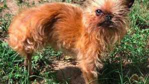 Еднооки и глухи ченгета успяха да намерят любящо семейство